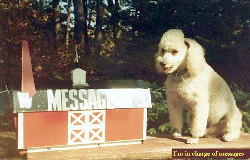 Dog with mailbox